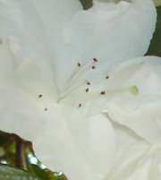 katy_n25